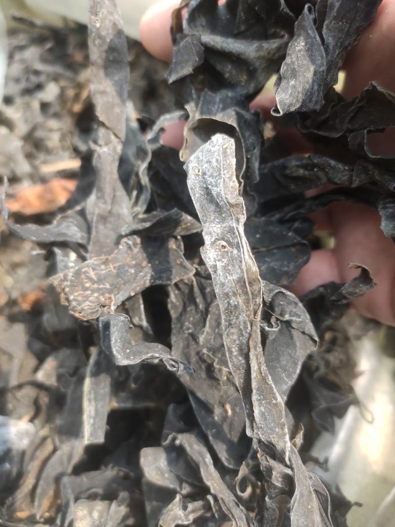 昆布干净无杂质常年经营各种中药材