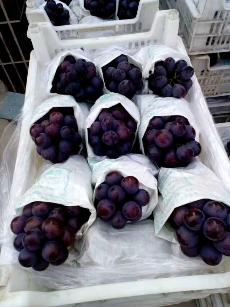 陕西宝鸡万亩巨峰葡萄基地真式开园了，欢迎新老客户光临