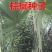 棕榈种子唐棕榈山棕树龙鳞棕观音竹棕竹老人葵种子芭蕉伞树