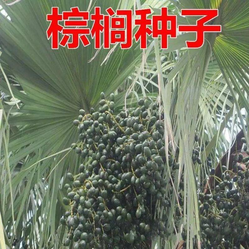 棕榈种子唐棕榈山棕树龙鳞棕观音竹棕竹老人葵种子芭蕉伞树