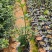 迎春花20厘高30厘米福建漳州闽景园艺场