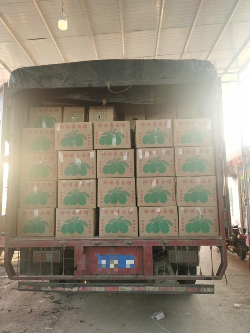 台湾红心番石榴千亩种植基地，大量供应批发