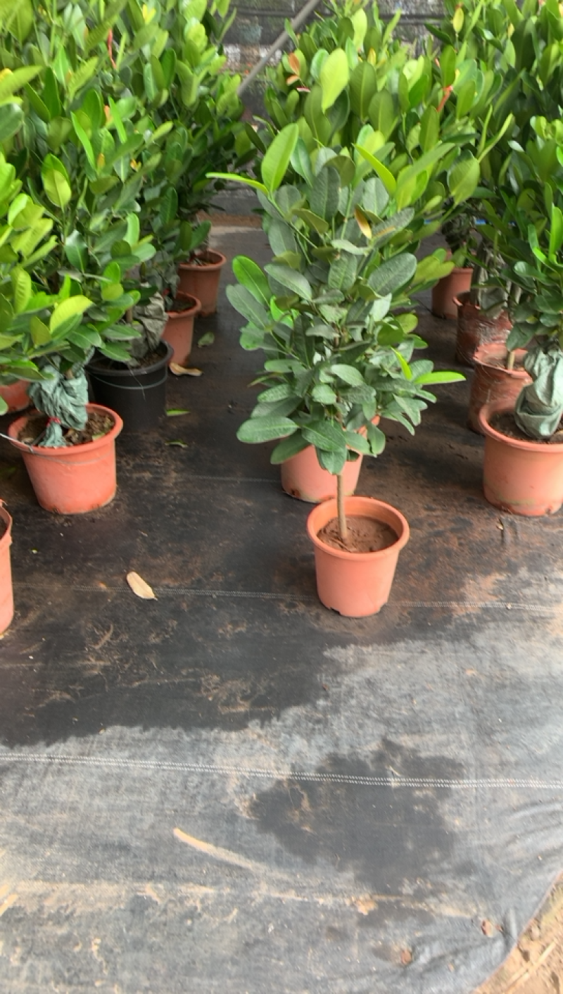 福木盆栽，开花结果，产自台湾的高档的品种，一年四季常绿。