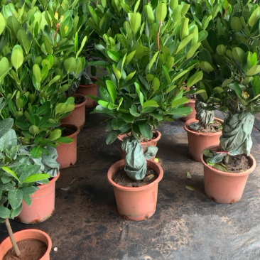 福木盆栽，开花结果，产自台湾的高档的品种，一年四季常绿。