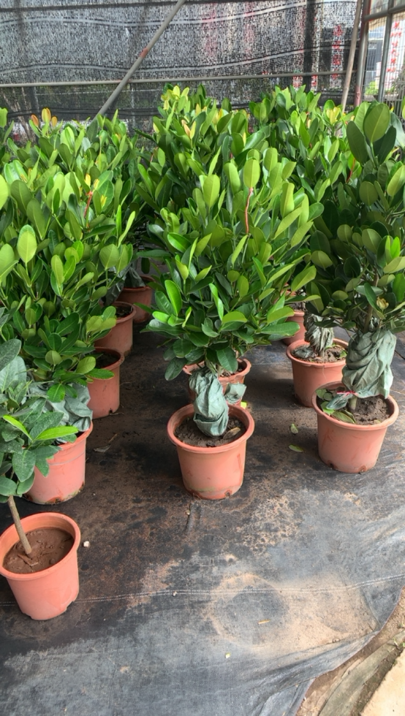 福木盆栽，开花结果，产自台湾的高档的品种，一年四季常绿。