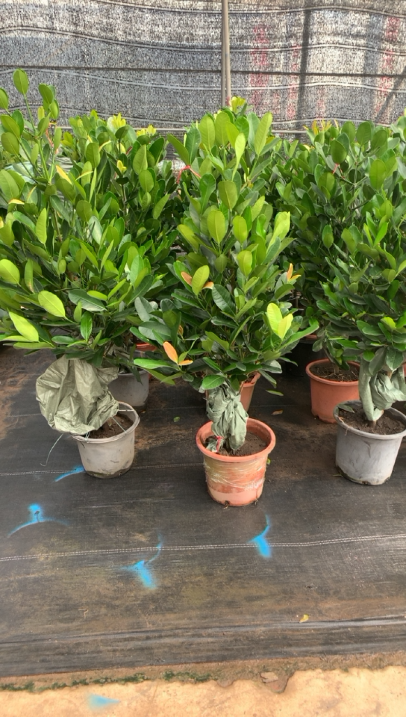 福木盆栽，开花结果，产自台湾的高档的品种，一年四季常绿。