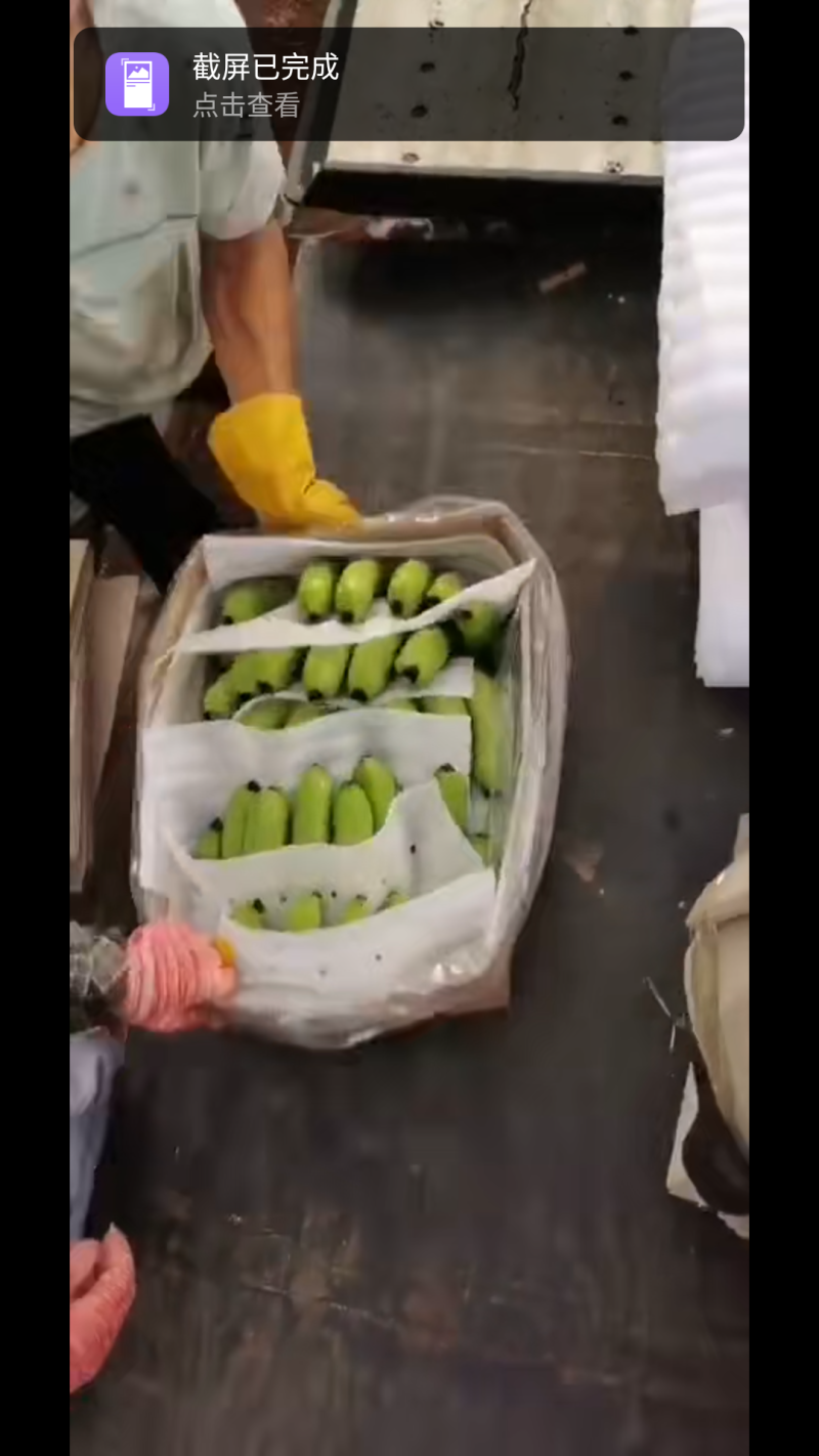 广东湛江遂溪香蕉亮货............
