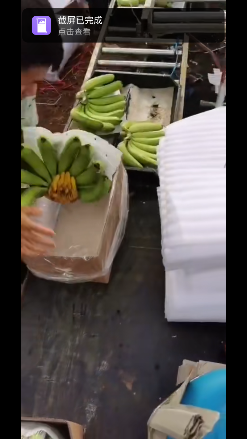 广东湛江遂溪香蕉亮货............
