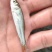 广东东莞麦鲮鱼高密度高产量高成活率