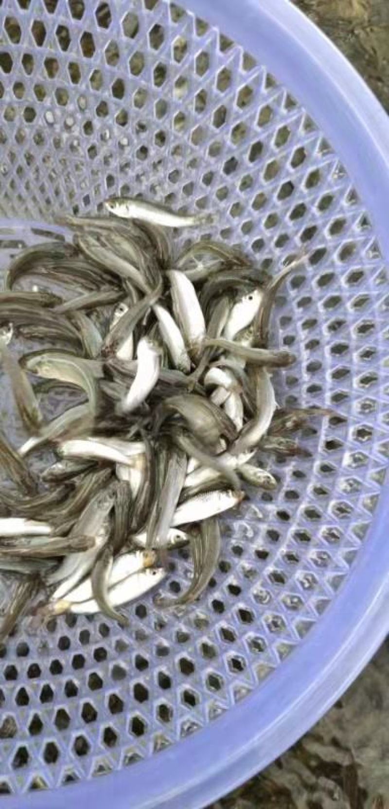 广东东莞麦鲮鱼高密度高产量高成活率