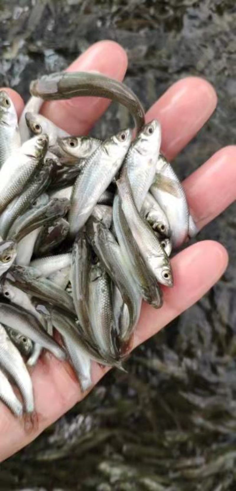 广东东莞麦鲮鱼高密度高产量高成活率