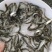 广东东莞麦鲮鱼高密度高产量高成活率