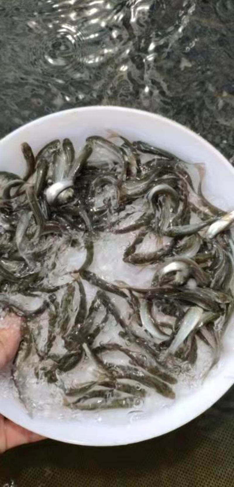 广东东莞麦鲮鱼高密度高产量高成活率
