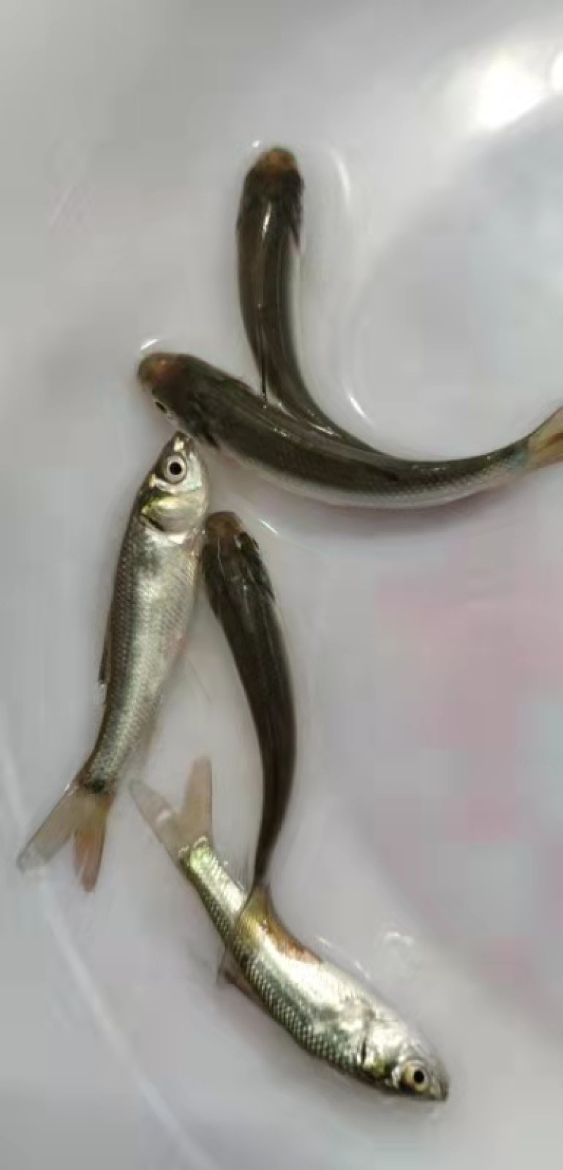 广东东莞麦鲮鱼高密度高产量高成活率