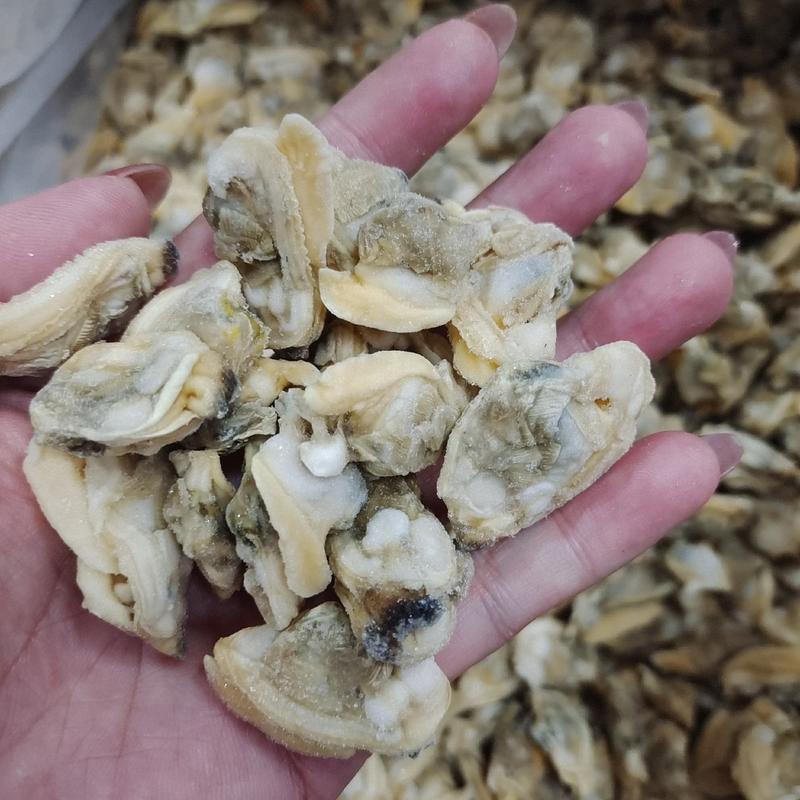 杂色蛤肉花蛤肉蛤蜊肉大规格次品料，品相好，颗粒大，次品