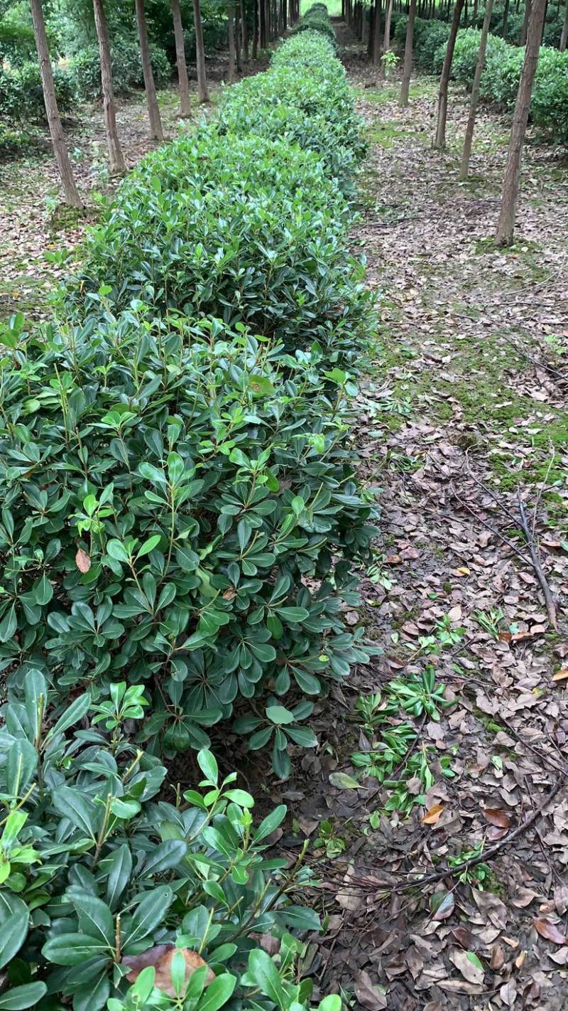 【精选】海桐球，目前的大规格，成片的海桐规格多样