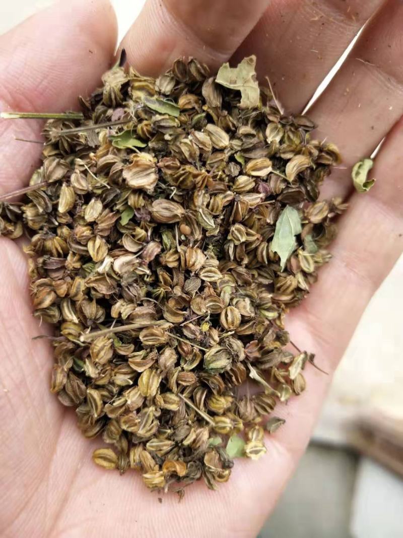 纯新羌活籽，出苗率80%以上