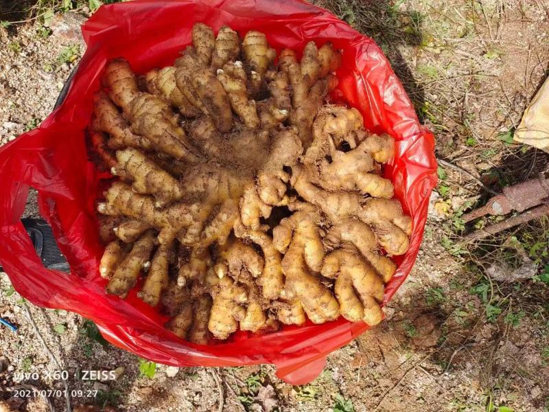 山东生姜产地一手货源包质包量诚信经营可发