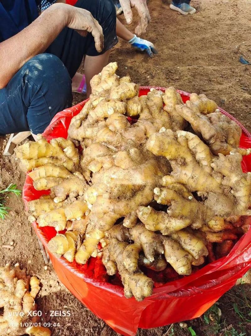 山东生姜产地一手货源包质包量诚信经营可发