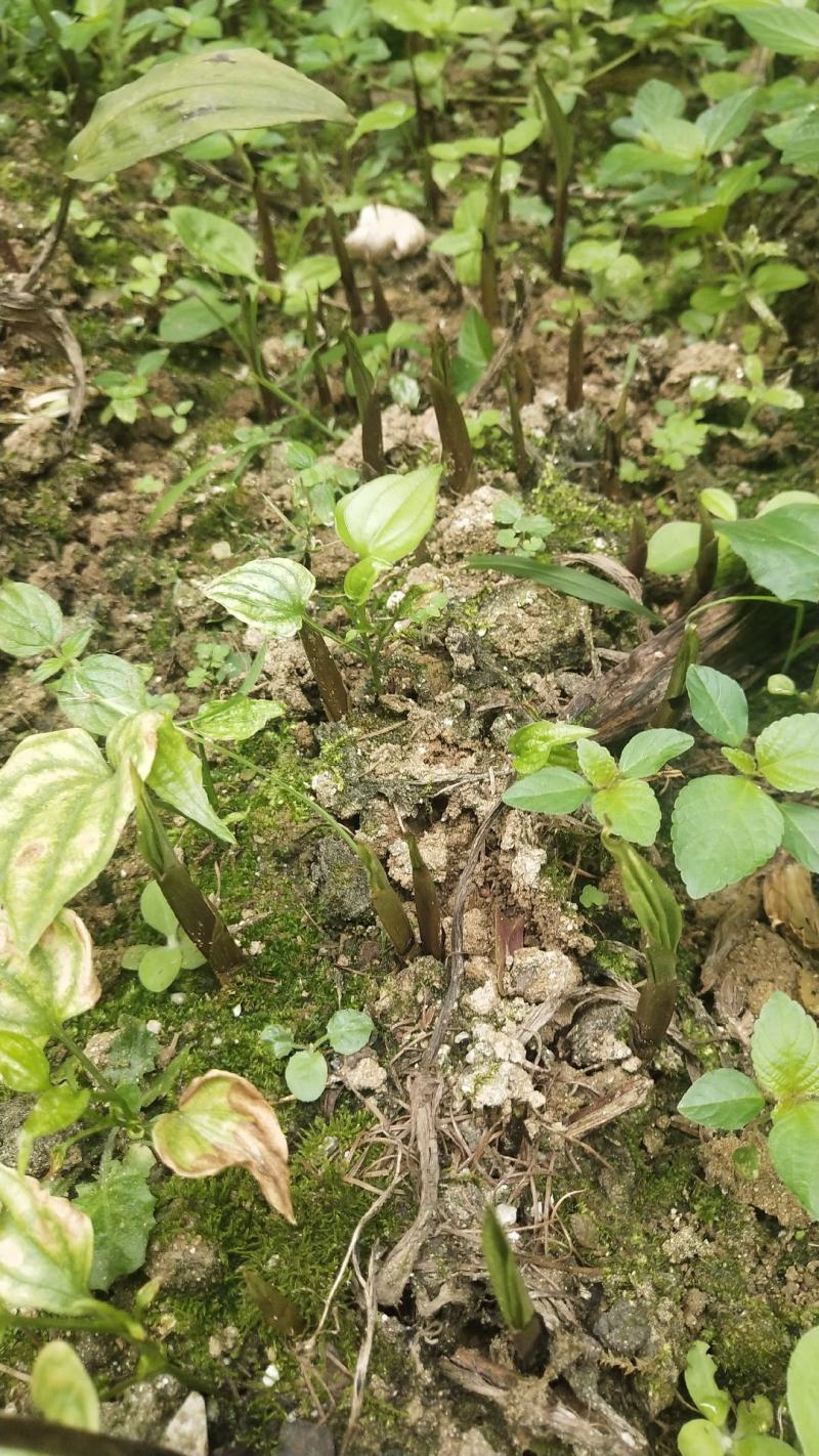 毛慈菇苗子，一斤有九十颗左右，野生种苗，一次最多发50斤