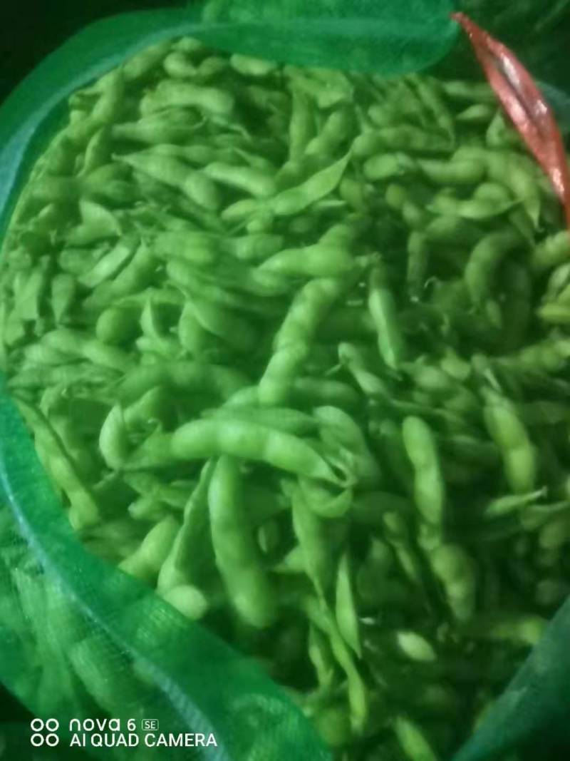 山东毛豆翠绿宝毛豆夹满圆毛豆基地直发一条龙服务