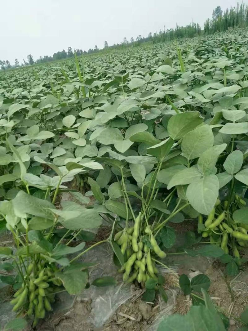 山东毛豆翠绿宝毛豆夹满圆毛豆基地直发一条龙服务