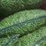 山东毛豆翠绿宝毛豆夹满圆毛豆基地直发一条龙服务