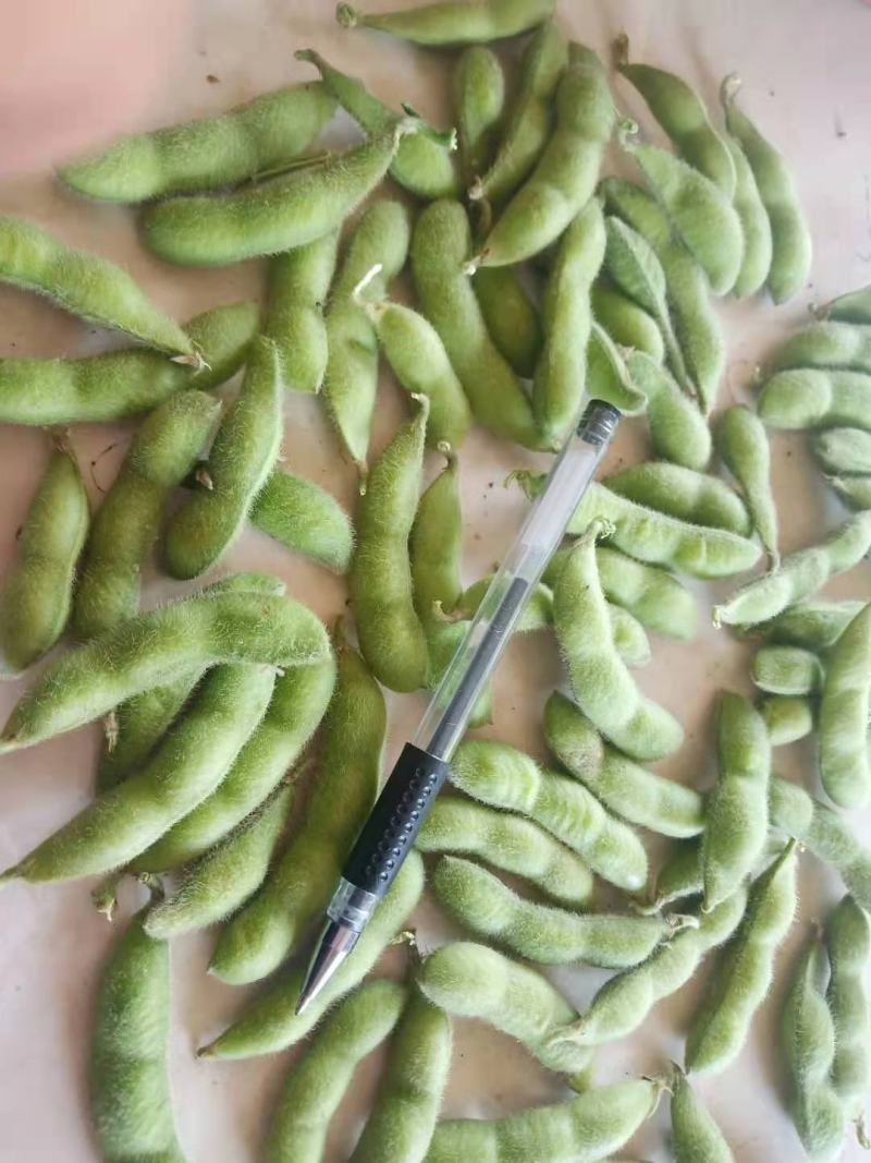 山东毛豆翠绿宝毛豆夹满圆毛豆基地直发一条龙服务