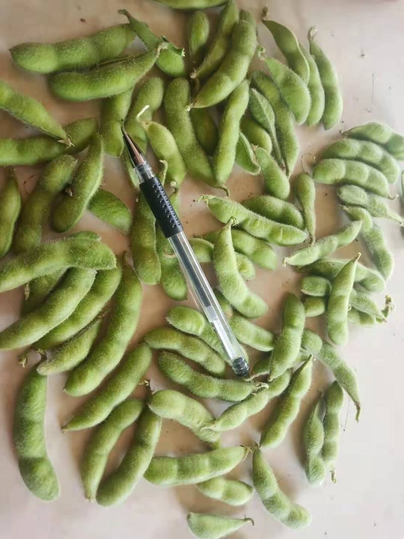 山东毛豆翠绿宝毛豆夹满圆毛豆基地直发一条龙服务