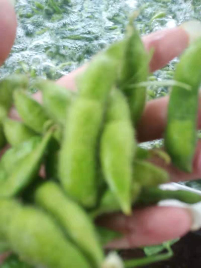 山东毛豆翠绿宝毛豆夹满圆毛豆基地直发一条龙服务