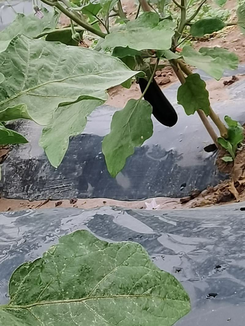黑宝烧烤茄子热销中！