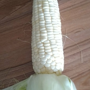 农科所引进甜玉米新品种，颗粒饱满，味道鲜甜！