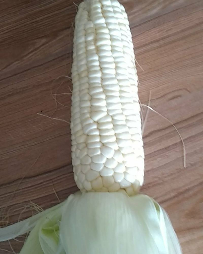 农科所引进甜玉米新品种，颗粒饱满，味道鲜甜！