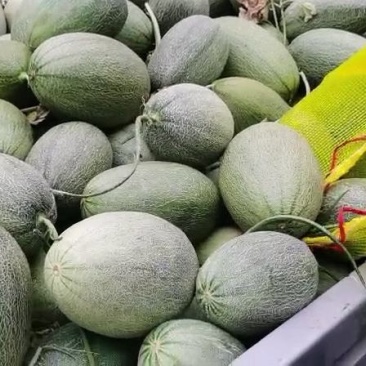 小蜜瓜有要的联系量大优惠