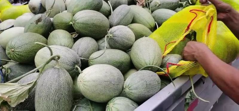 小蜜瓜有要的联系量大优惠