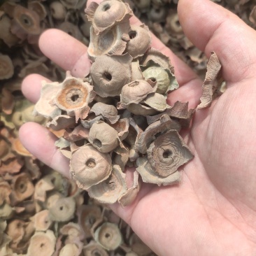 柿蒂干净无杂质常年经营各种中药材