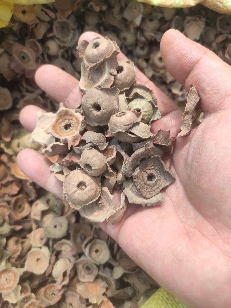 柿蒂干净无杂质常年经营各种中药材