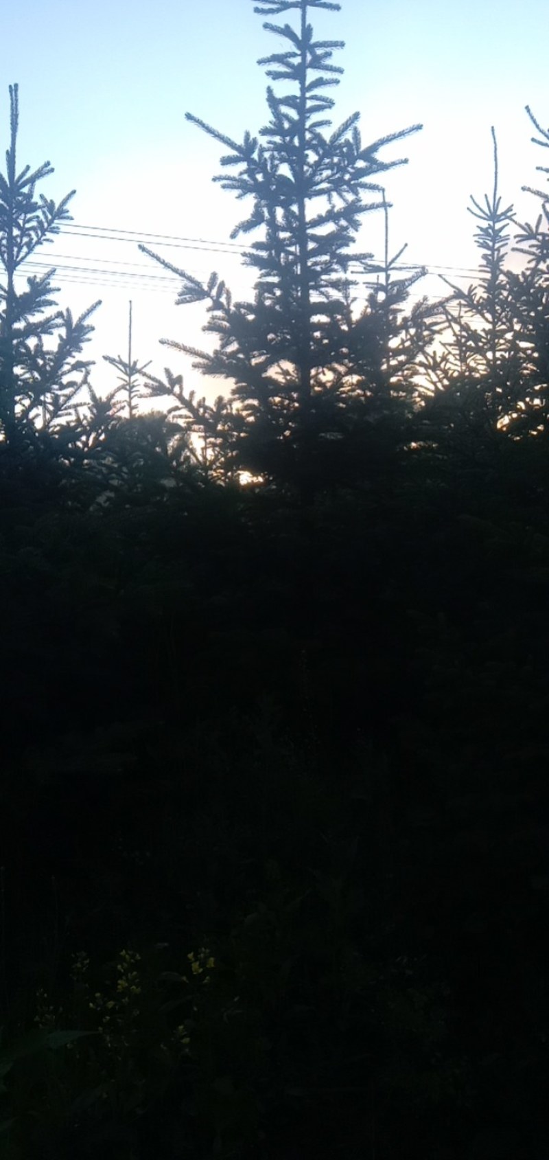 云杉