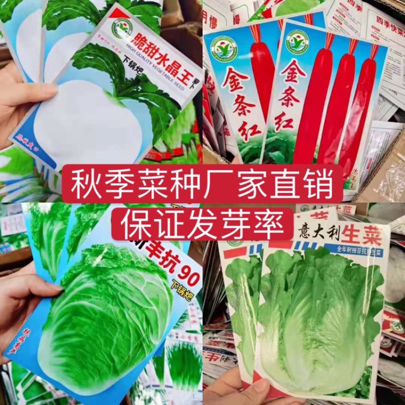 秋季菜种保证发芽率江湖地摊1元一包模式跑量
