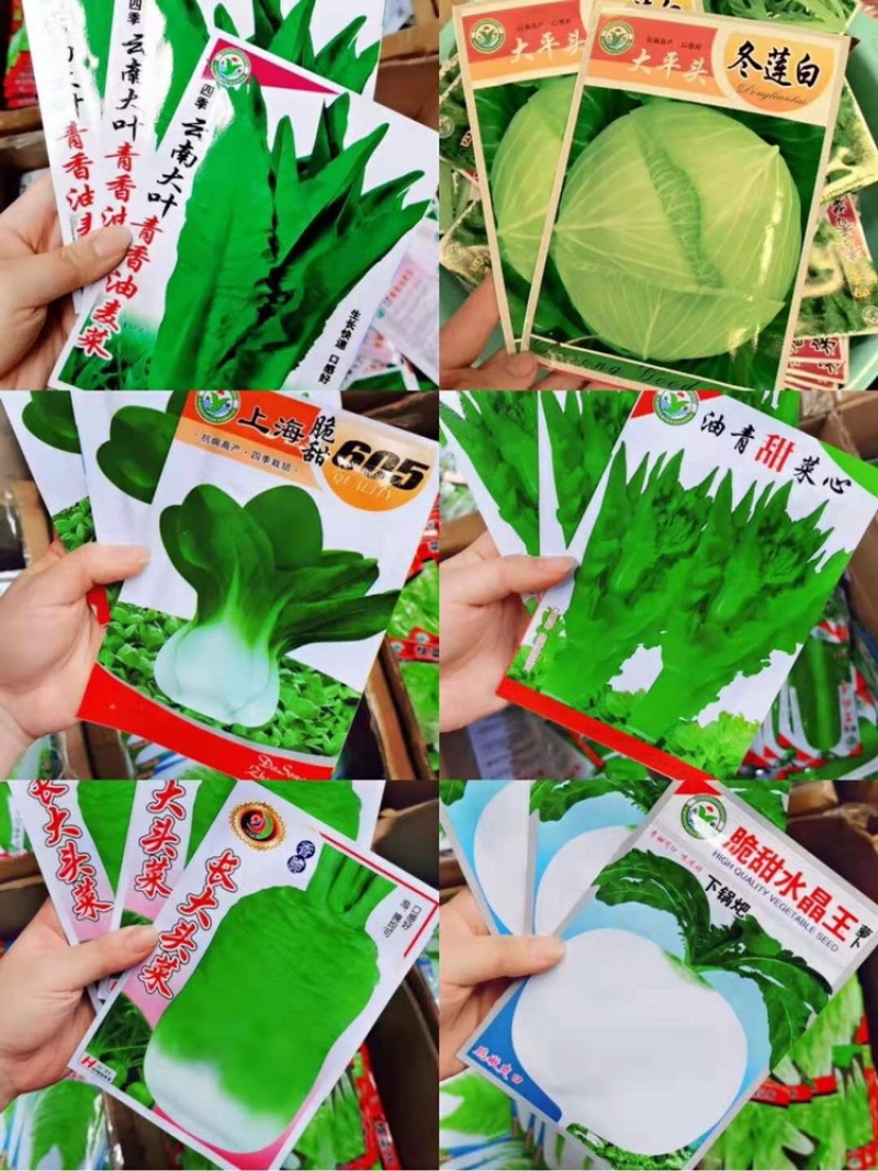 秋季菜种保证发芽率江湖地摊1元一包模式跑量