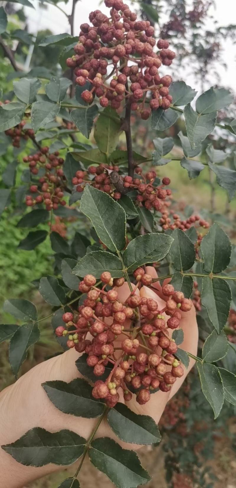 陕西省渭南市南原鲜花椒大红袍狮子头黄盖等。