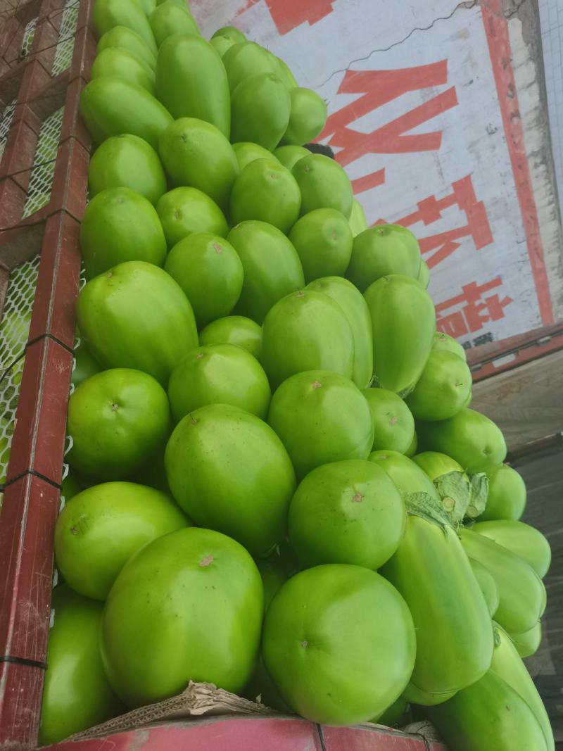 精品青茄子，产地直销，一手货源，全国代发诚信经营