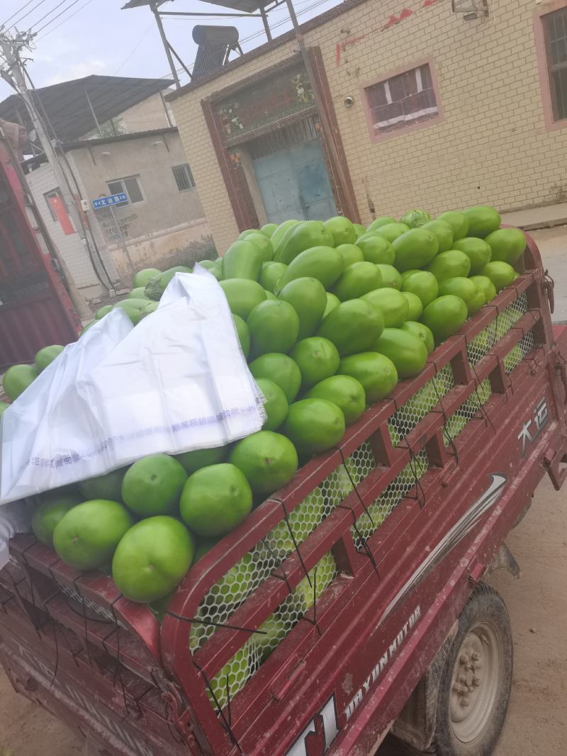 精品青茄子，产地直销，一手货源，全国代发诚信经营
