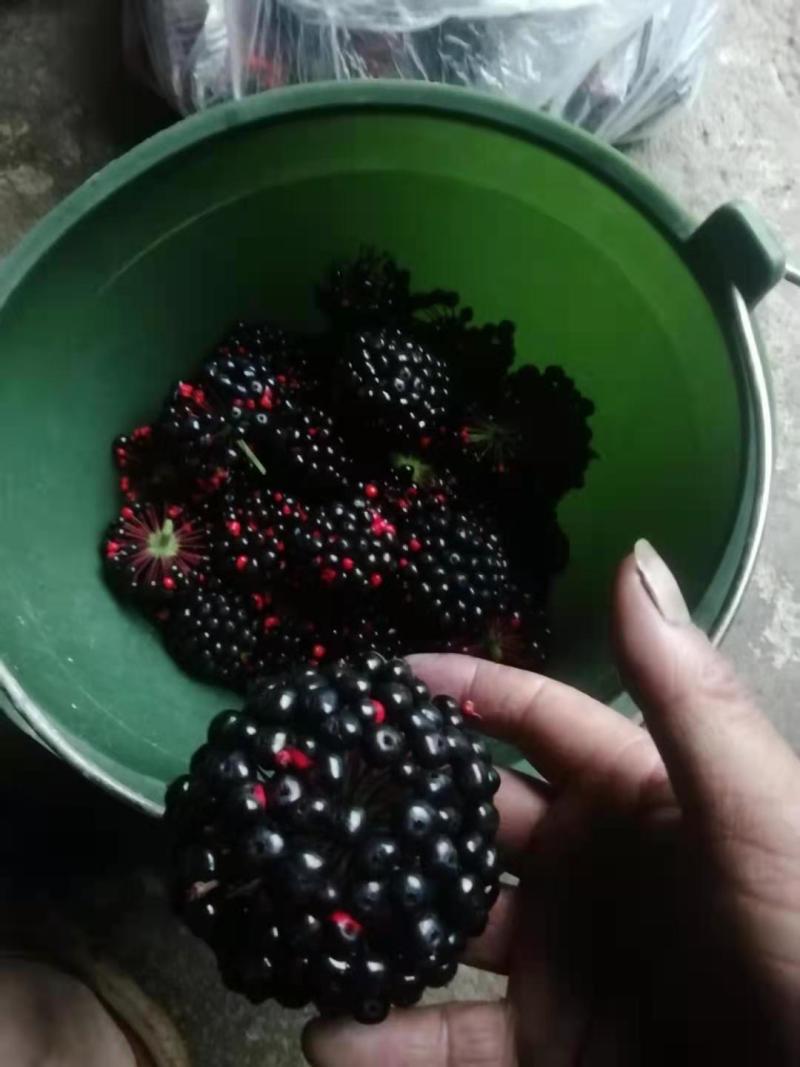 竹节参种子