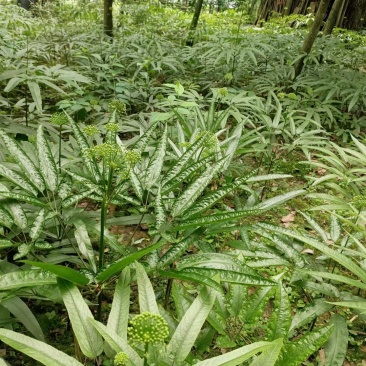竹节参种子