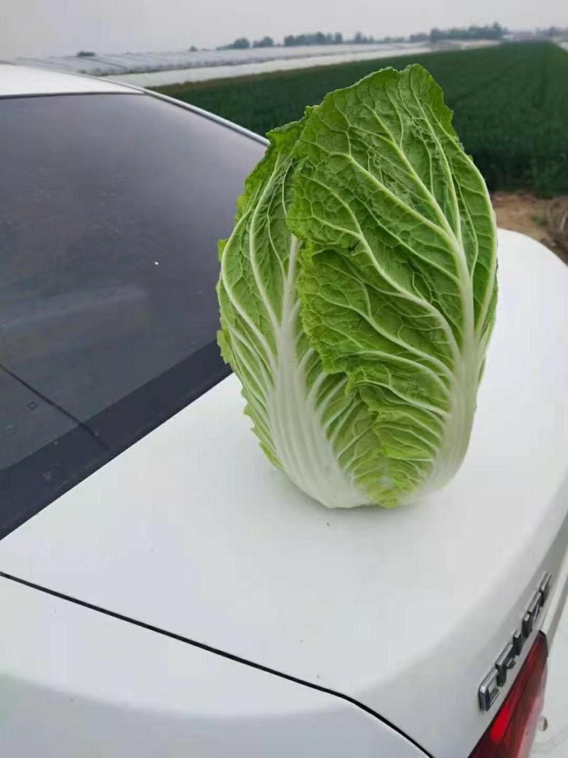山东平度金翡翠黄心白菜产地直供，一手货源，