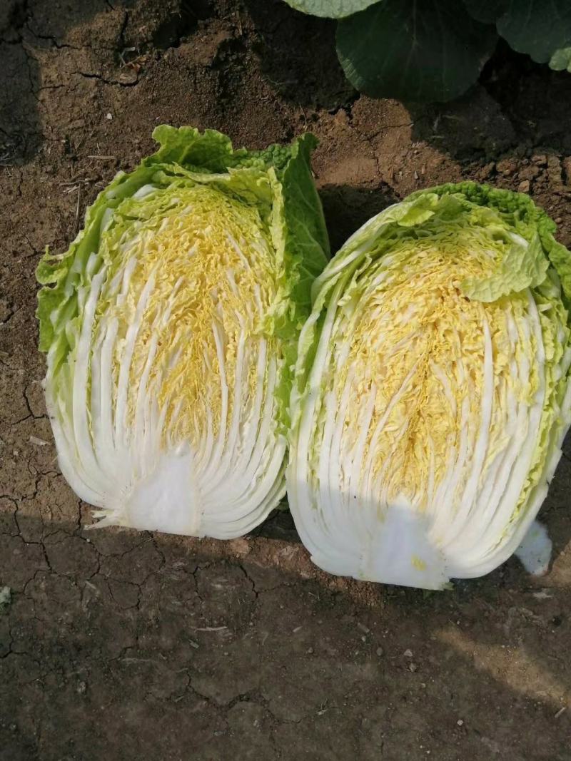 山东平度金翡翠黄心白菜产地直供，一手货源，