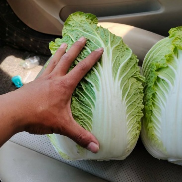 山东平度金翡翠黄心白菜产地直供，一手货源，