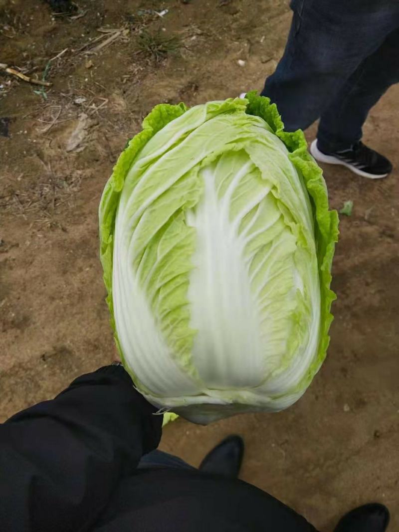 山东平度黄心白菜产地直供，一手货源，需要的联系