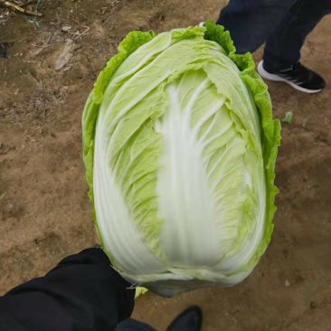 山东黄心大白菜产地直供，一手货源，欢迎各地客商前来采购